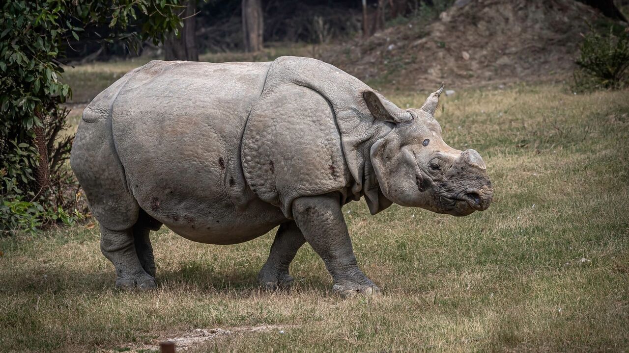 Une saison au zoo