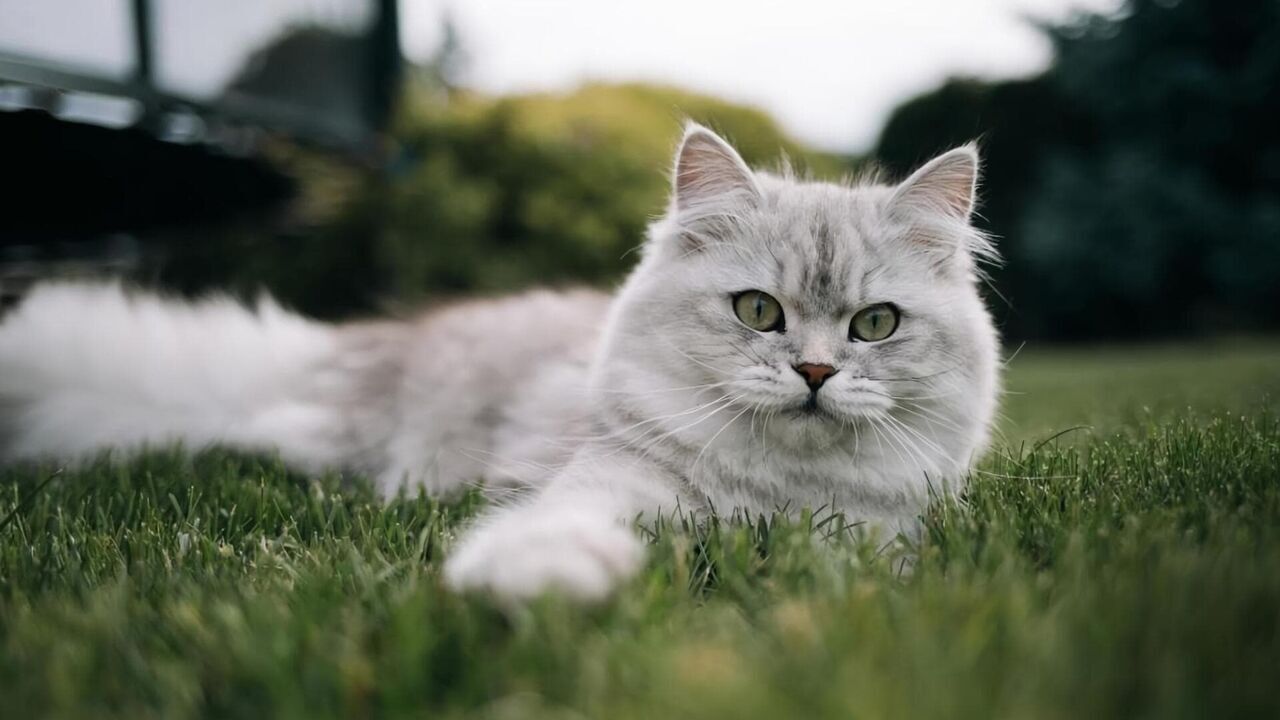 Le grand bêtisier des animaux — Gulli 21:05