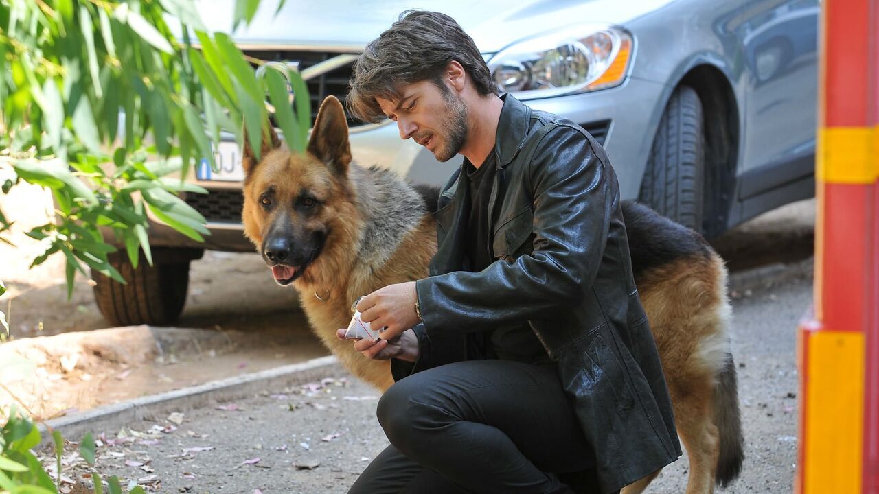 Rex, chien flic