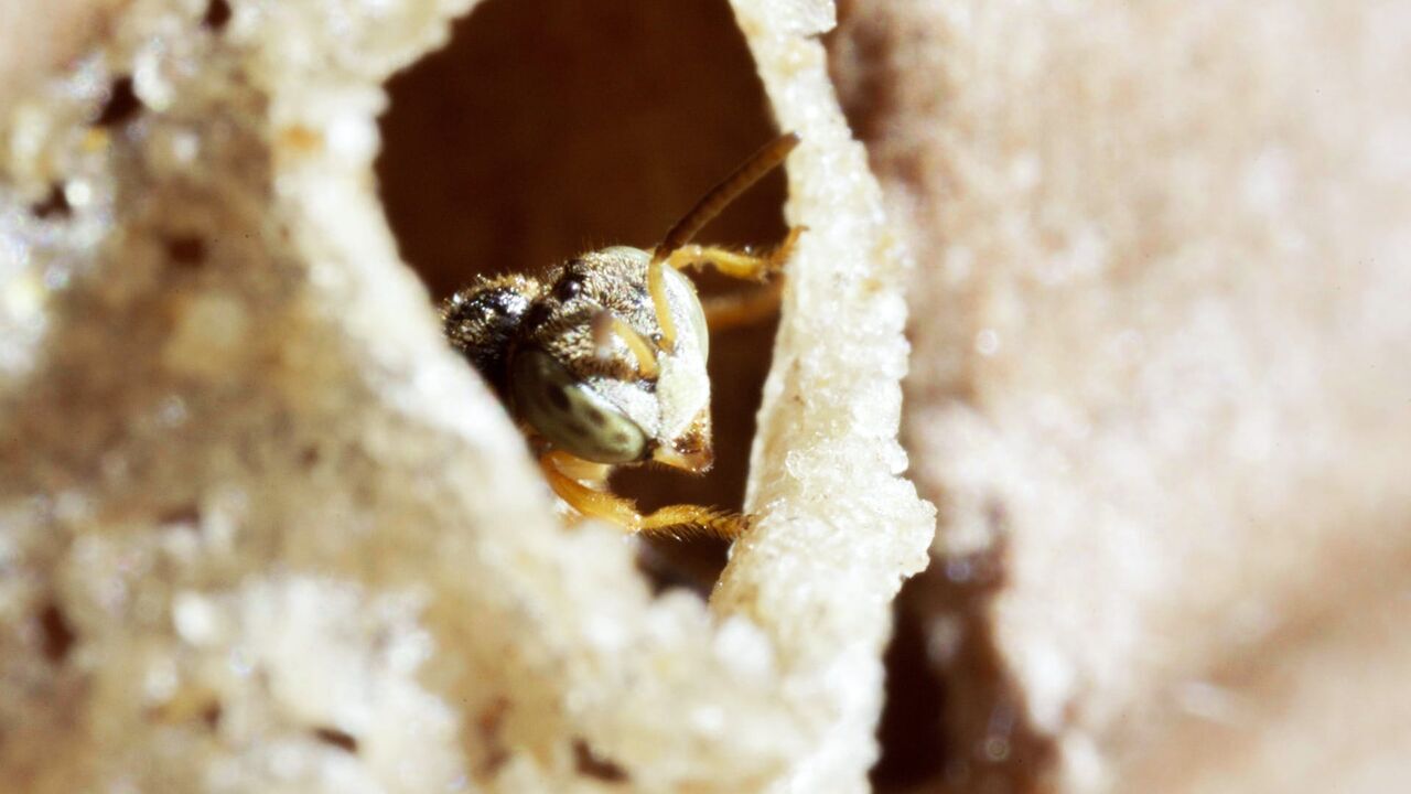 Pérou, les abeilles sacrées d'Amazonie — Arte 08:30