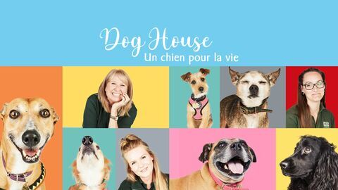 Dog House : un chien pour la vie