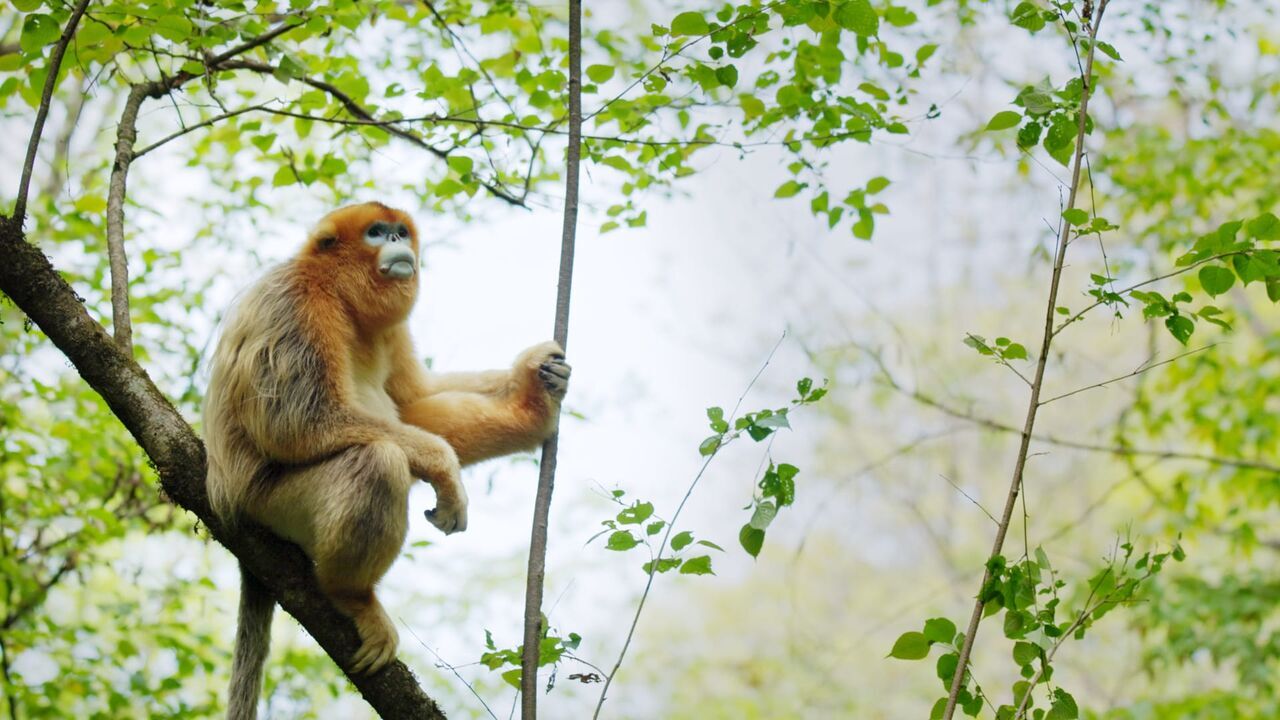 Souvenirs d'un singe doré - France 5