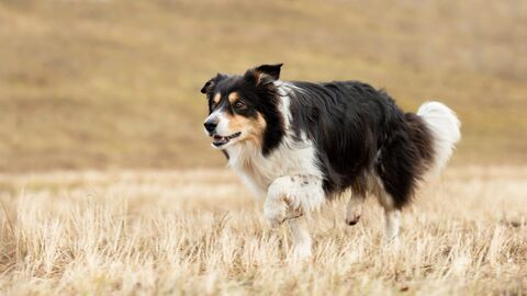 Chiens de berger : l'art de diriger