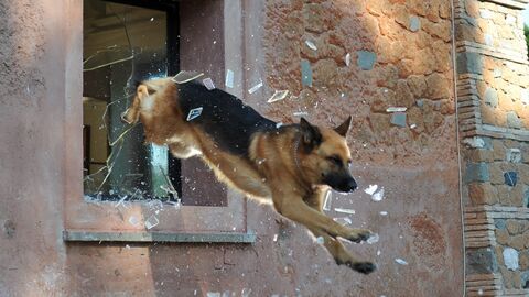 Rex, chien flic