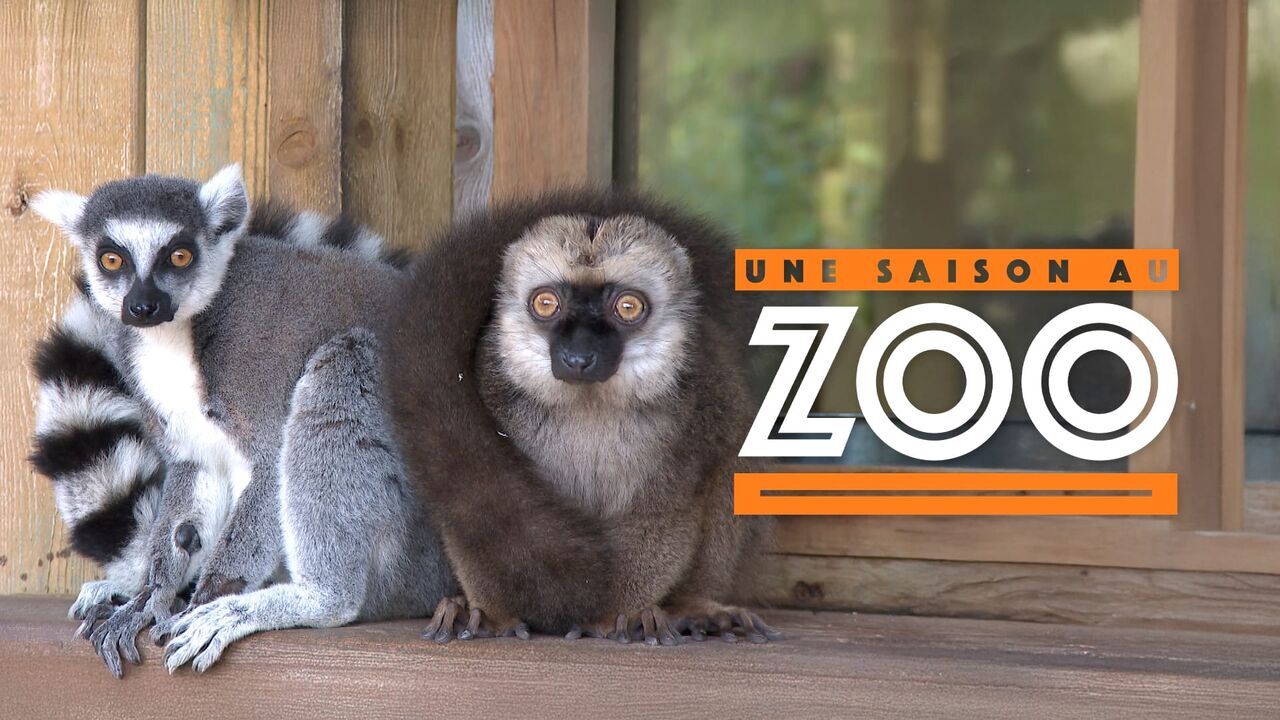 Une saison au zoo