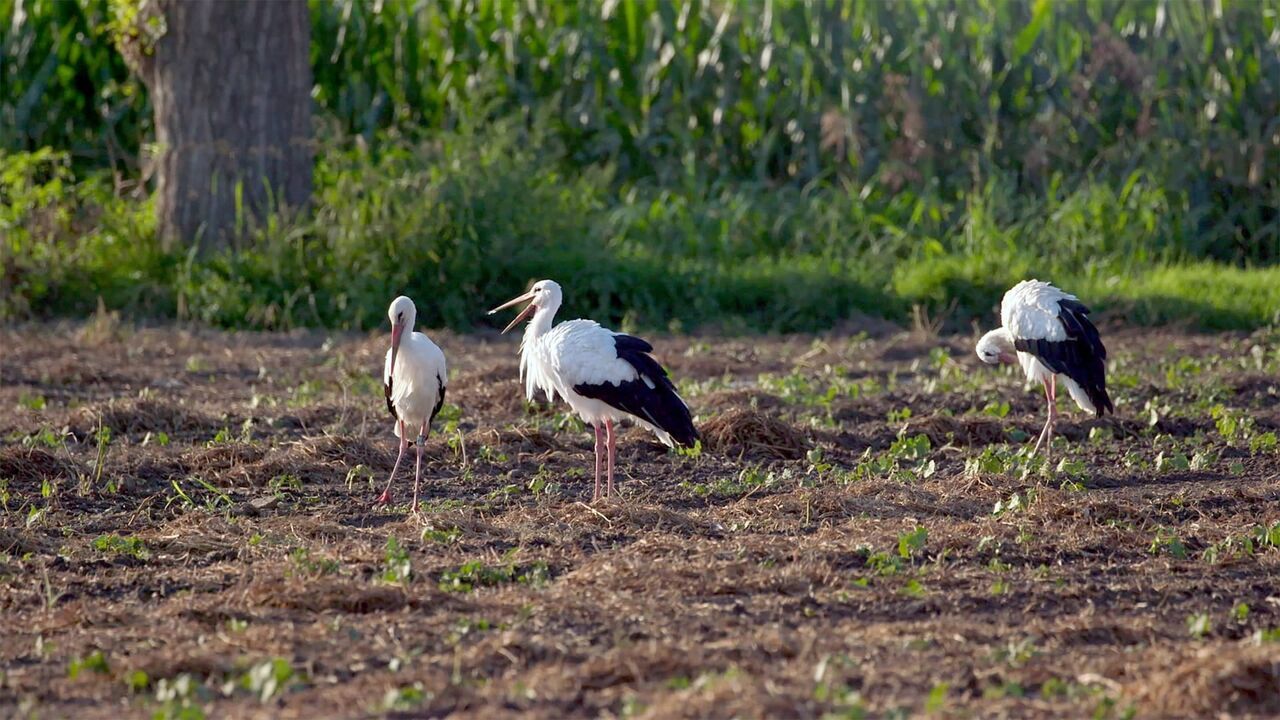 L'Italie entre ciel et mer - Arte