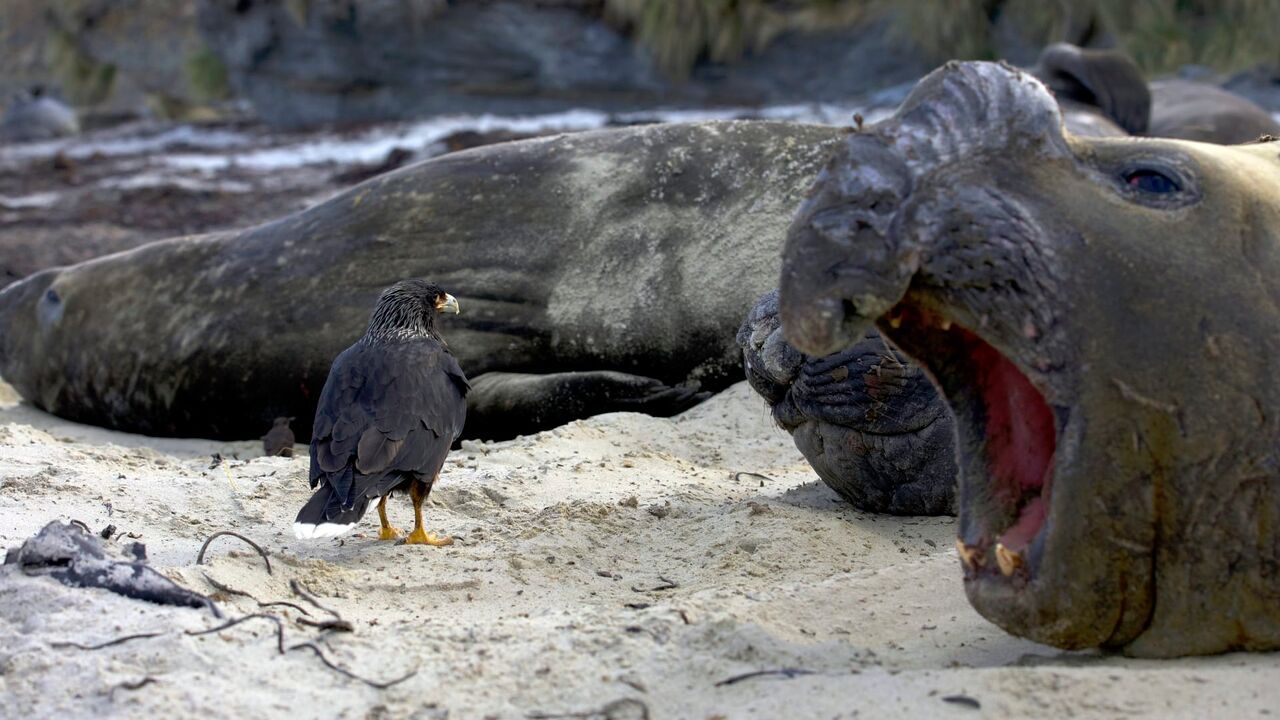 A la rencontre des rapaces - Arte