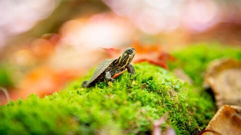 Petits animaux, grandes aventures — France 5 12:00