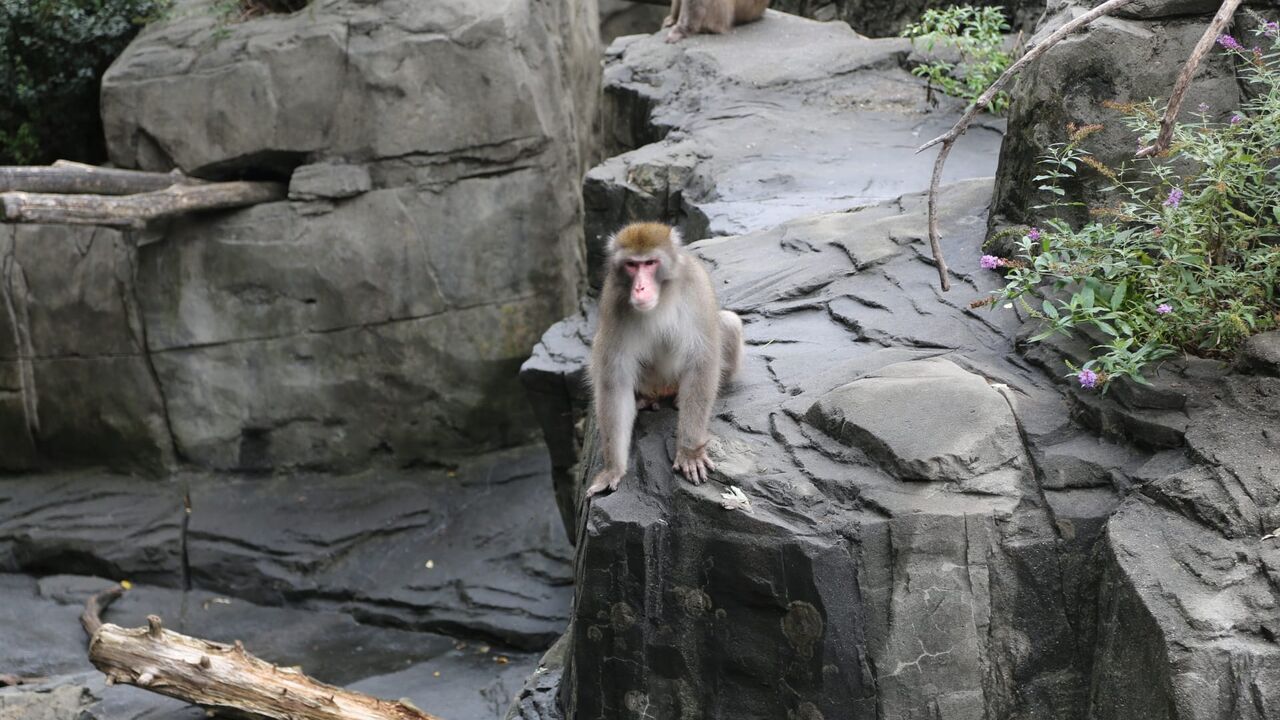 Le zoo du Bronx
