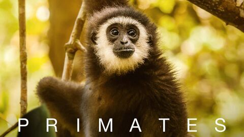 Primates