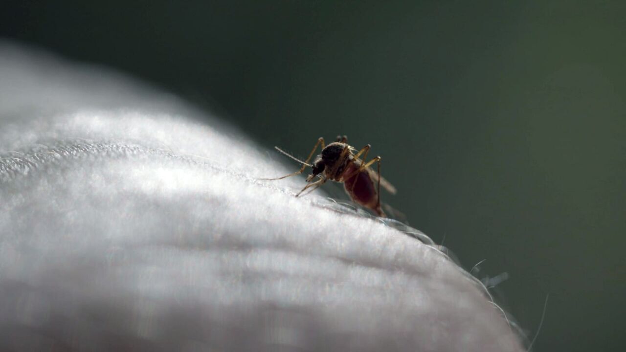 Le moustique, un ennemi bien armé