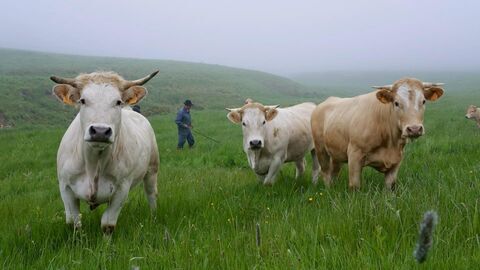 Le boeuf voit rouge - France 5