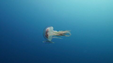 Le gouf, un trésor de biodiversité