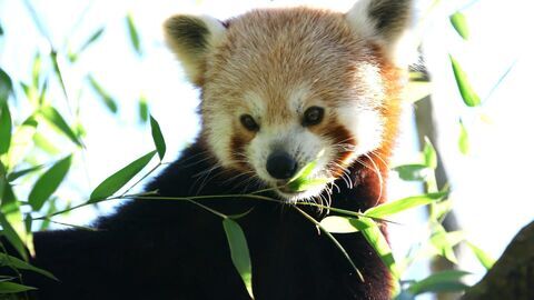 Une saison au zoo