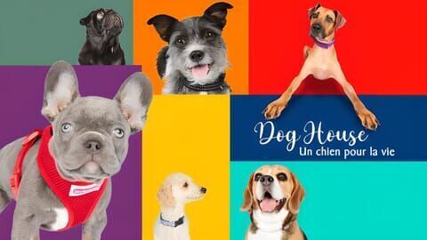 Dog House : un chien pour la vie sur 6ter