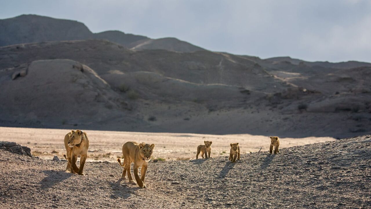 Les lionnes de Namibie : Reines de la côte des Squelettes