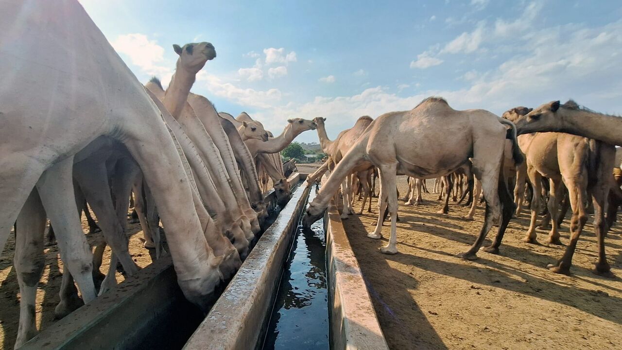 Kenya, le pari du lait de chamelle — Arte 17:30