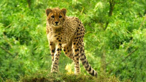 Des zoos nouvelle génération