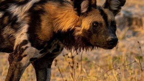 Sur la piste des chiens sauvages d'Afrique