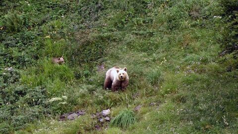 Pyrénées - Vivre avec l'ours - Arte