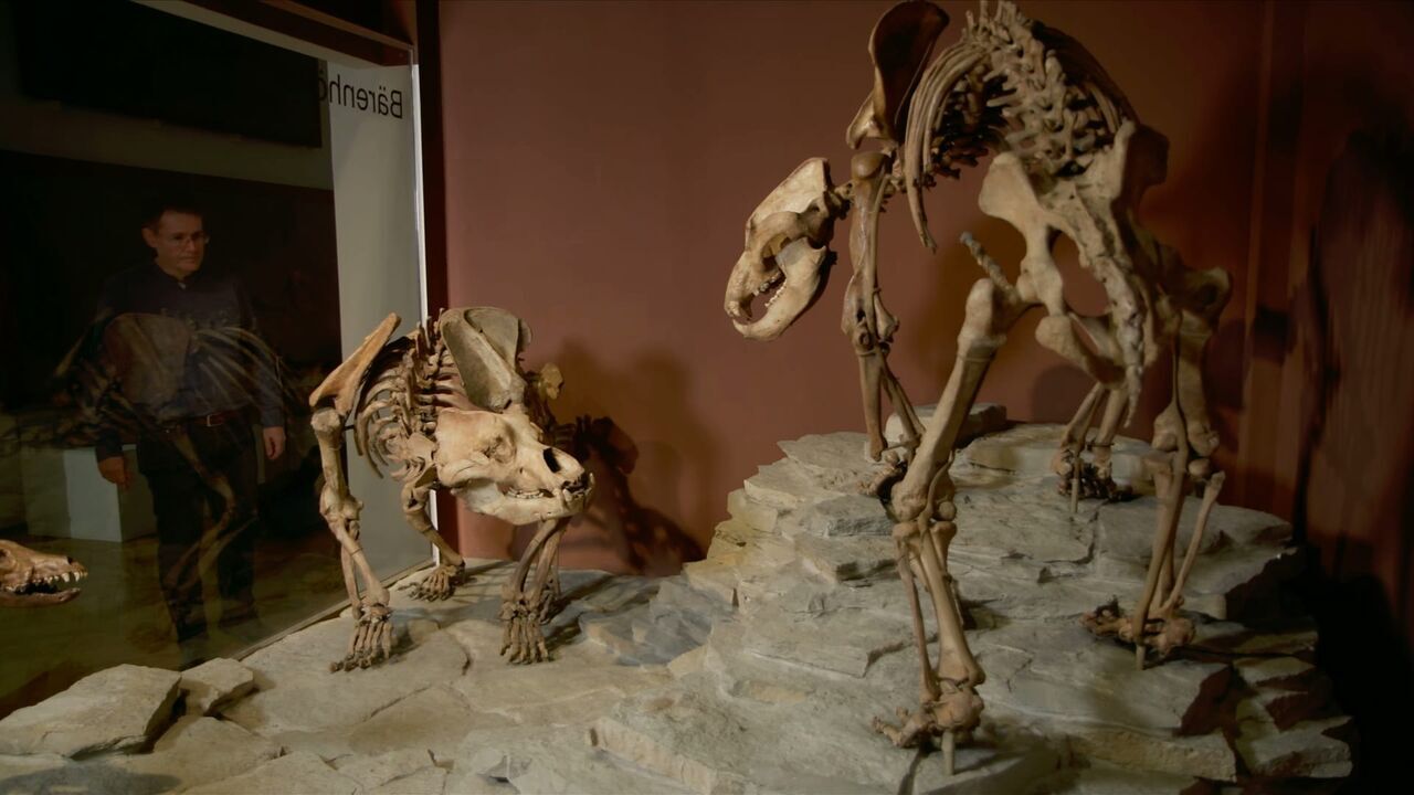 L'odyssée des animaux