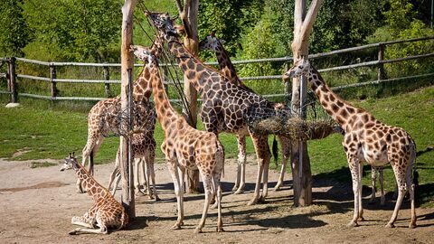 Une saison au zoo