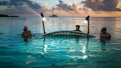 700 requins dans la nuit