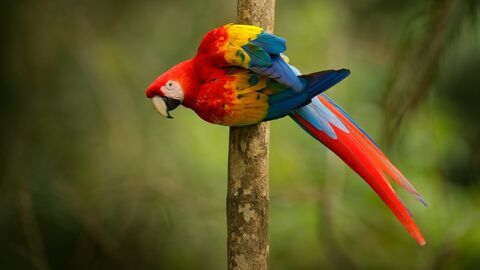 Beauval, au plus près des animaux