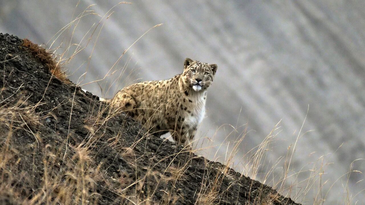 Himalaya, la quête du léopard des neiges - Arte