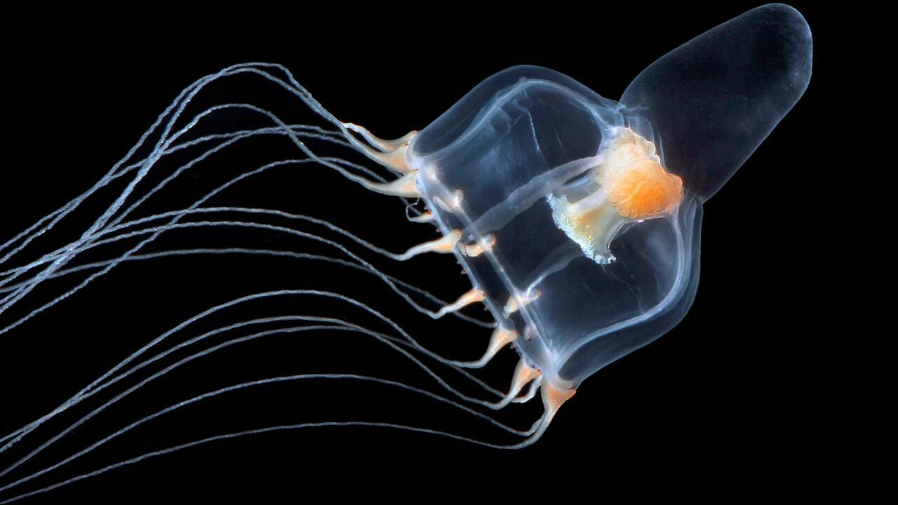 Méduses : Les souveraines des océans