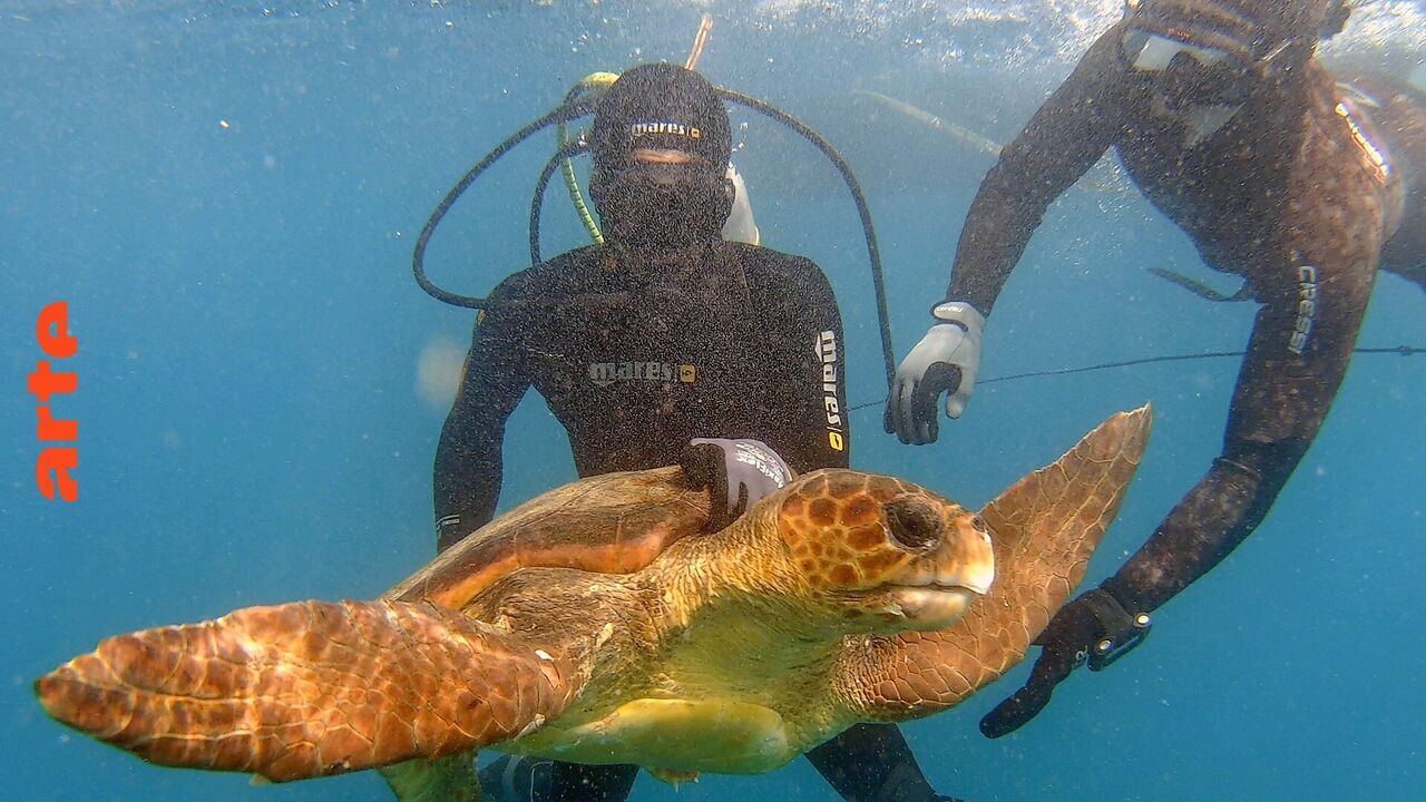 Cap-Vert, les chiens au secours des tortues - Arte