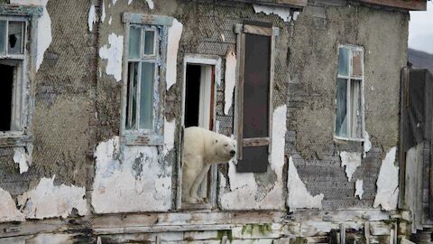 Le pays de l'ours