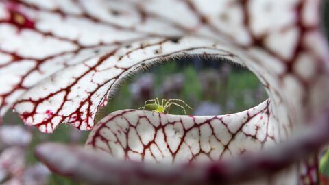 Amérique du Nord : L'empire de la nature