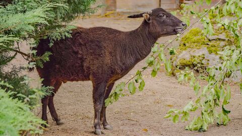 Des zoos nouvelle génération