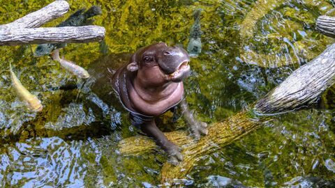 Zoo : le défi de demain